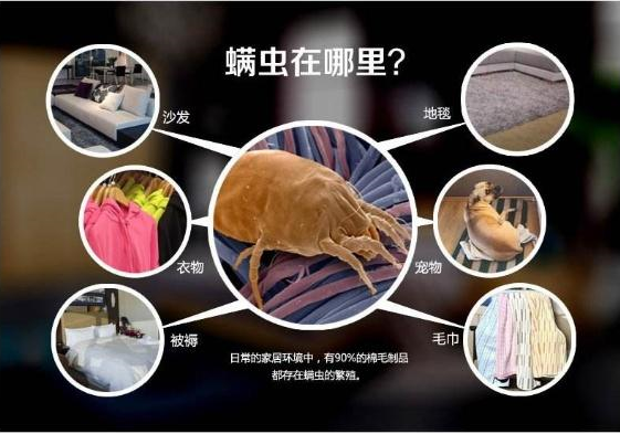 螨蟲(chóng)無(wú)處不在